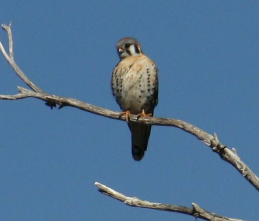 High Resolution Falco sparverius Animal